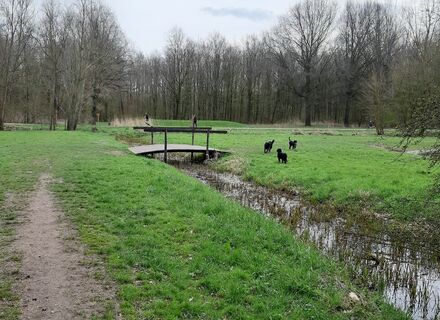 Lingebos