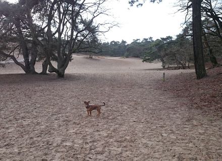 Loonse en Drunense Duinen - Noordoost