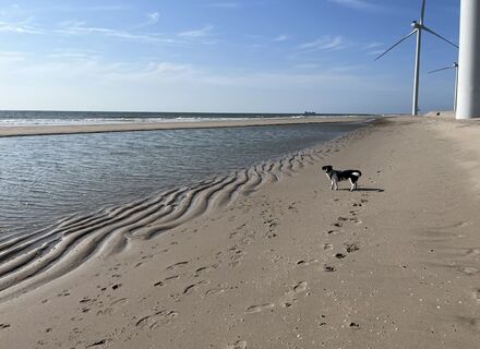 Maasvlaktestrand
