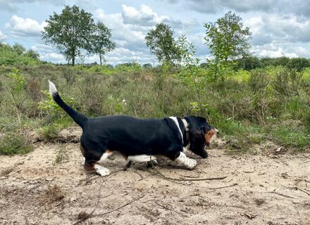 Noordsche Veld