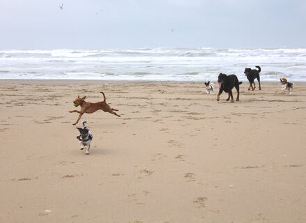 Petten