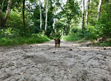 Pleinesbos
