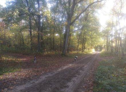 Roekelsebos
