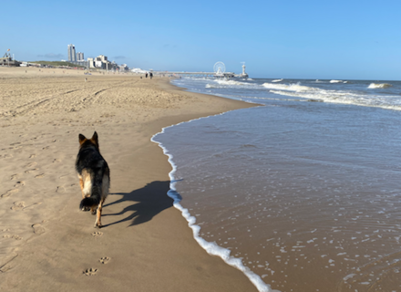 Scheveningen-Noord