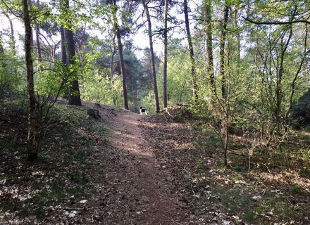 Sonse Bos