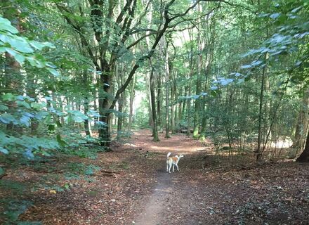 Speulderbos