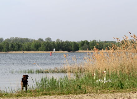 Strand Horst