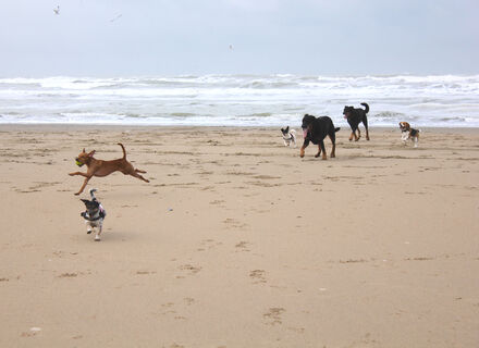 Texel