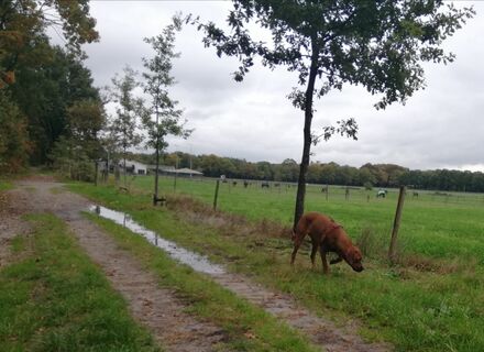 Visdonk