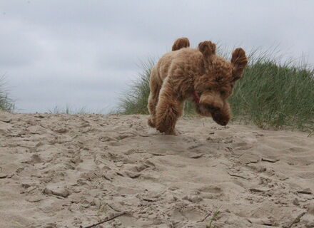 Vlieland