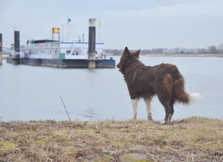 Waalstrand Zaltbommel