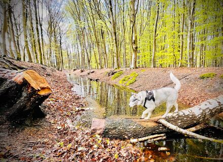 Webersbos
