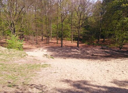 Wilbrinkbos