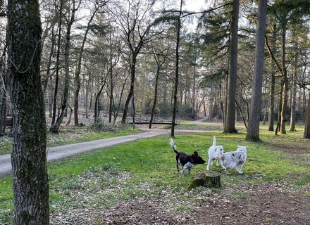 Zeisterbos
