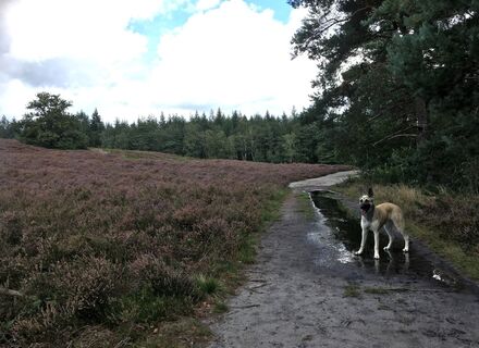 Zwolse Bos